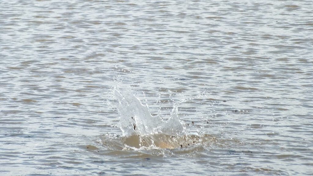 Carp leaves a big splash in water - Cootes Paradise Swamp - Burlington - Ontario