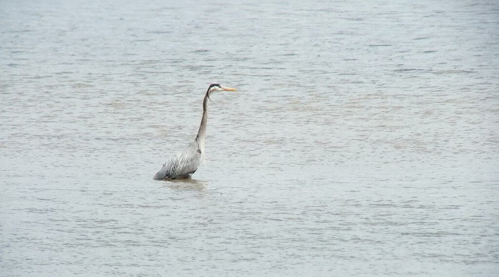 Great Blue Heron - fishing at -- Cootes Paradise Swamp - Burlington - Ontario