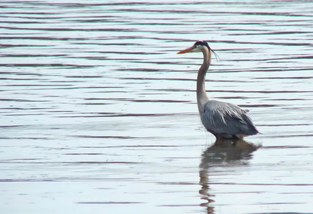 Great Blue Heron - fishing at Cootes Paradise Swamp - Burlington - Ontario