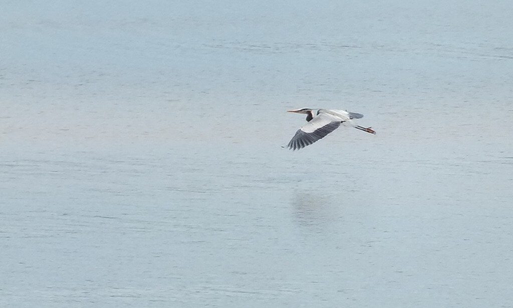 Great Blue Heron flies above water surface -- Cootes Paradise Swamp - Burlington - Ontario