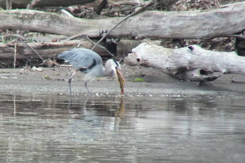 Great Blue Heron - holding large fish in beak -- Cootes Paradise Swamp - Burlington - Ontario