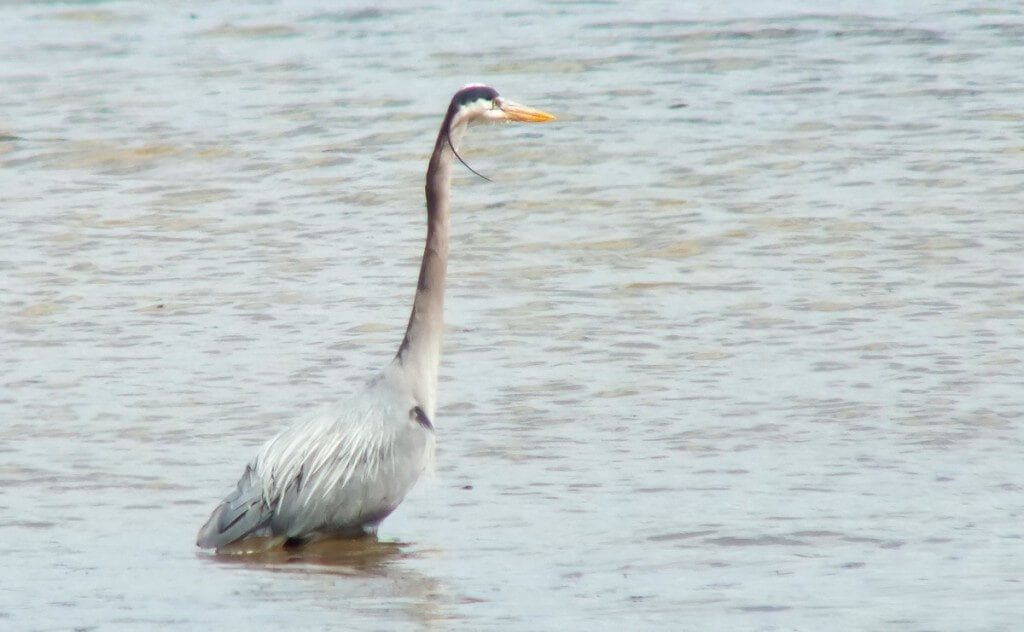 Great Blue Heron - looking for a fish at Cootes Paradise Swamp - Burlington - Ontario