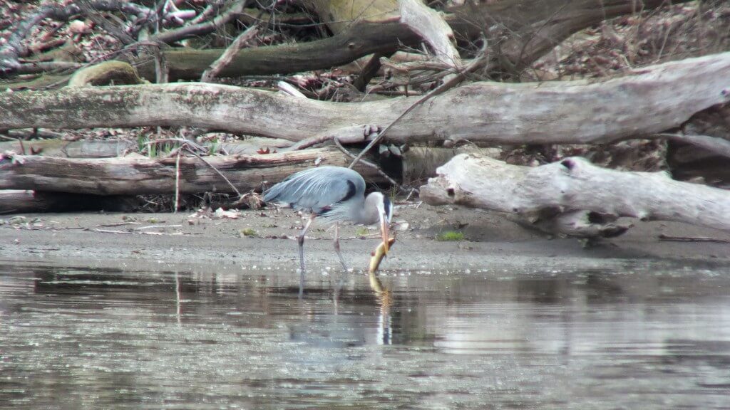 Great Blue Heron - on shore holding large fish -- Cootes Paradise Swamp - Burlington - Ontario