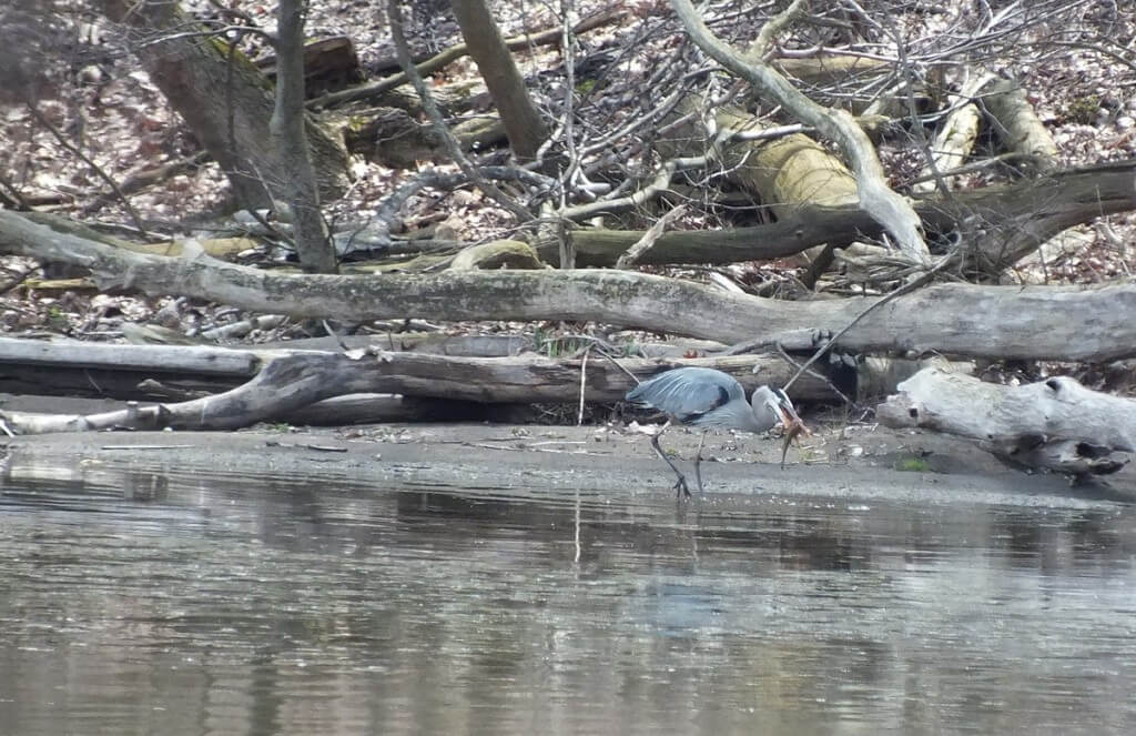 Great Blue Heron - on shore with fish -- Cootes Paradise Swamp - Burlington - Ontario