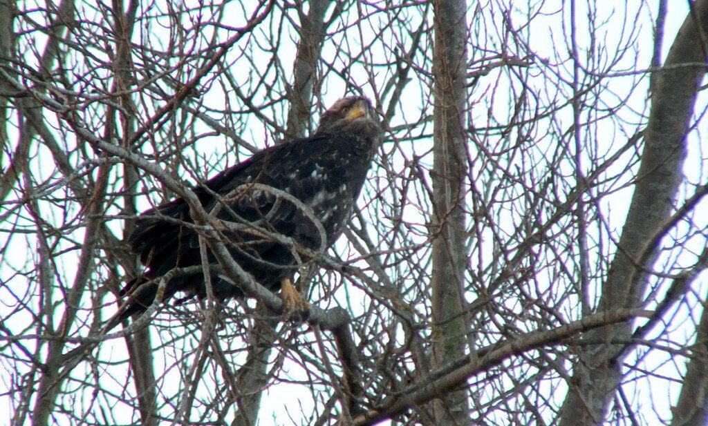 Immature Bald Eagle - Boundary Bay - BC - 3