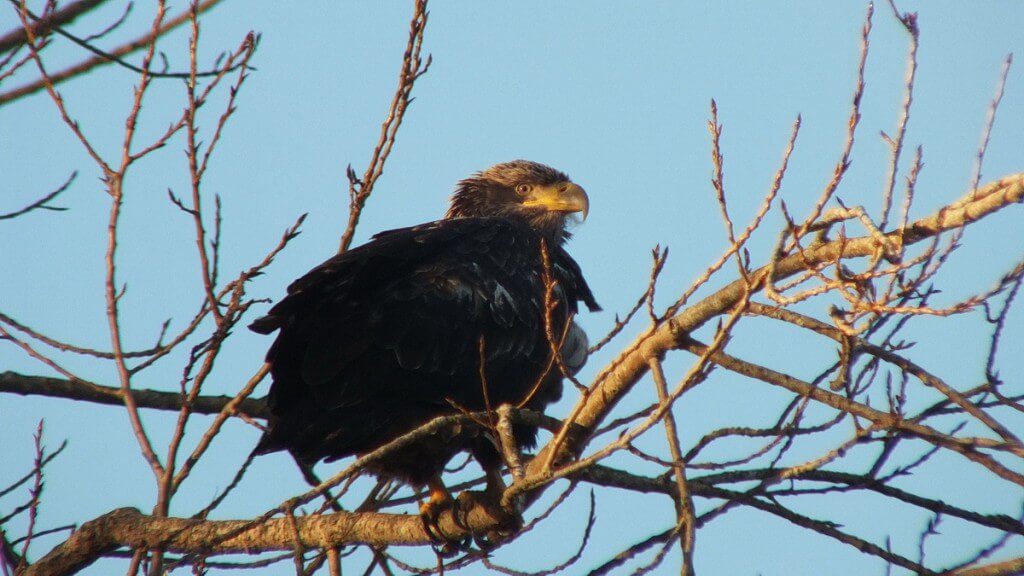 Immature Bald Eagle - Boundary Bay - BC - 4