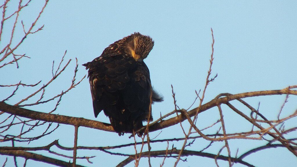 Immature Bald Eagle - Boundary Bay - BC - 5