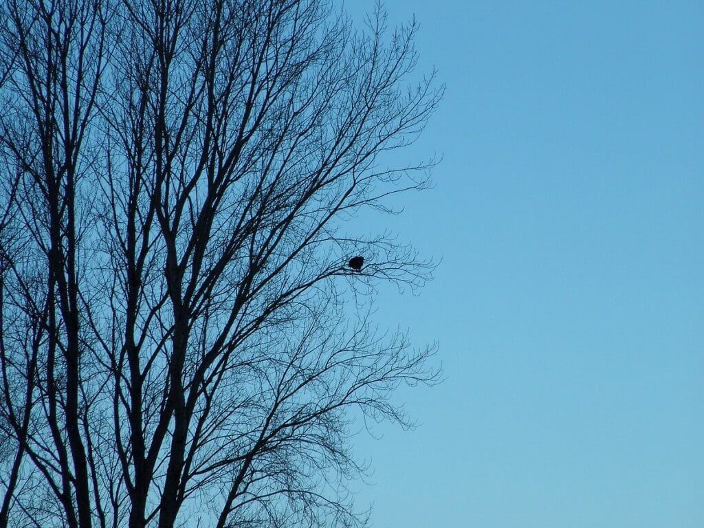 Immature Bald Eagle in tree at Boundary Bay