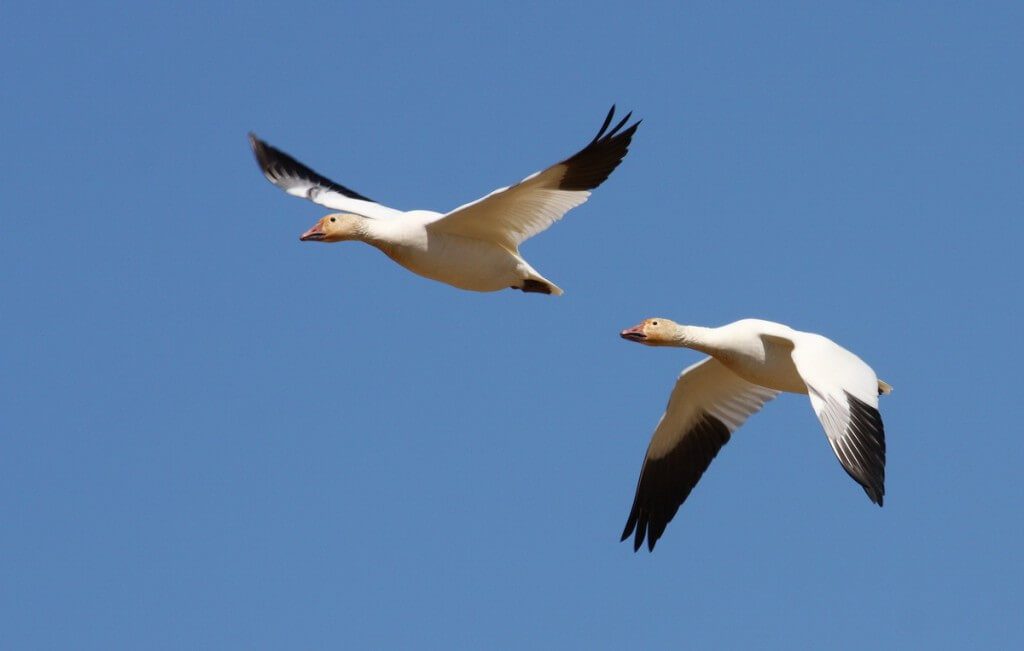 Lesser Snow Geese 1