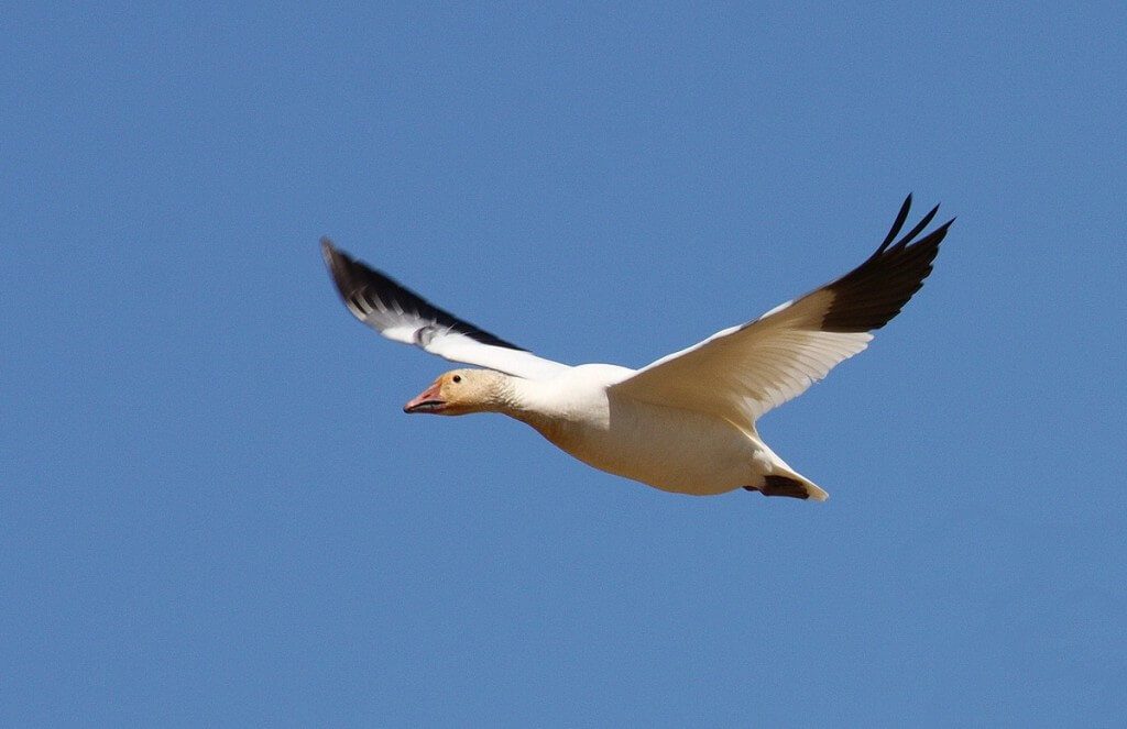 Lesser Snow Goose 