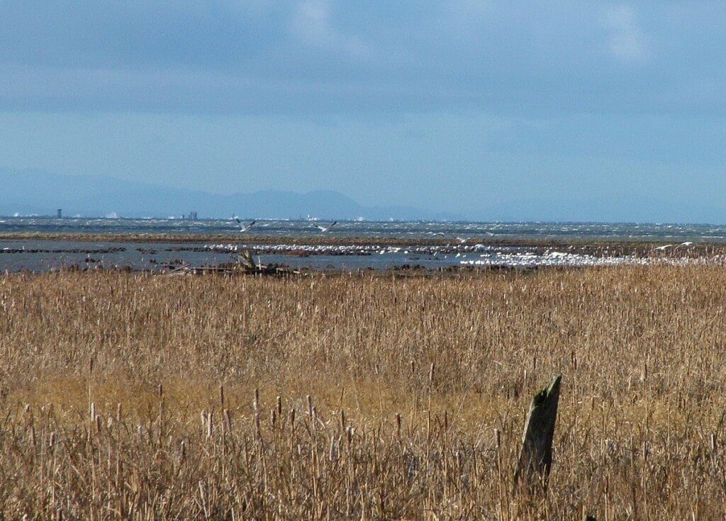 Lesser Snow Geese along shoreline - reifel migratory bird sanctuary