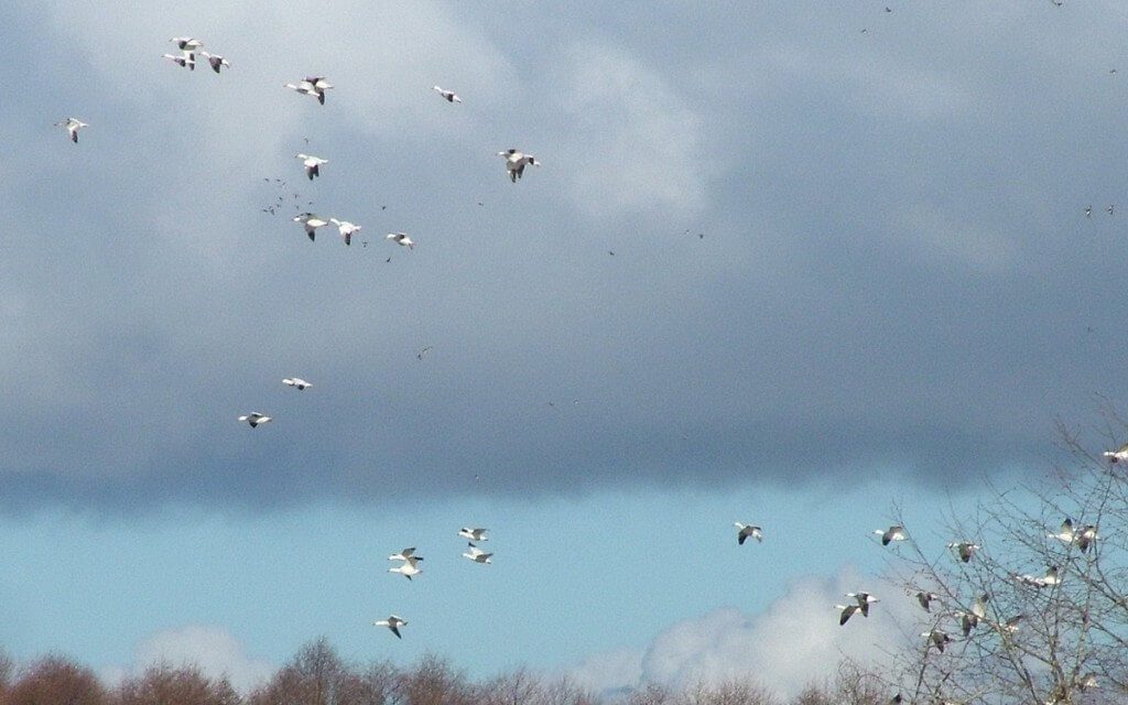 Lesser Snow Geese in flight above Reifel Migratory Bird Sanctuary in Delta, BC, Canada.