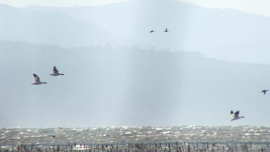 Lesser Snow Geese in flight above reifel migratory bird sanctuary 2