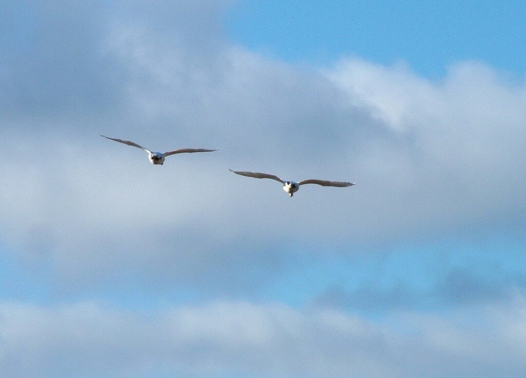 Lesser Snow Geese in flight - reifel migratory bird sanctuary