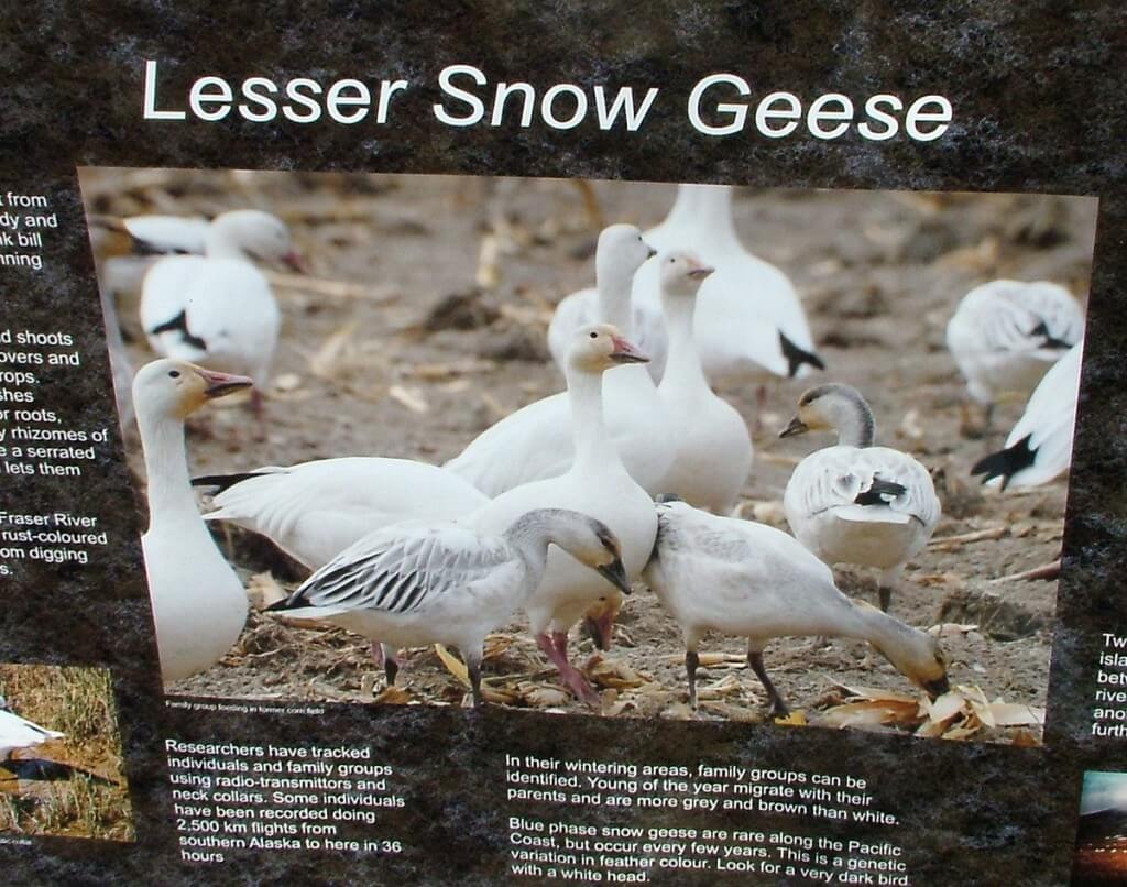 Lesser Snow Geese sign - reifel migratory bird sanctuary