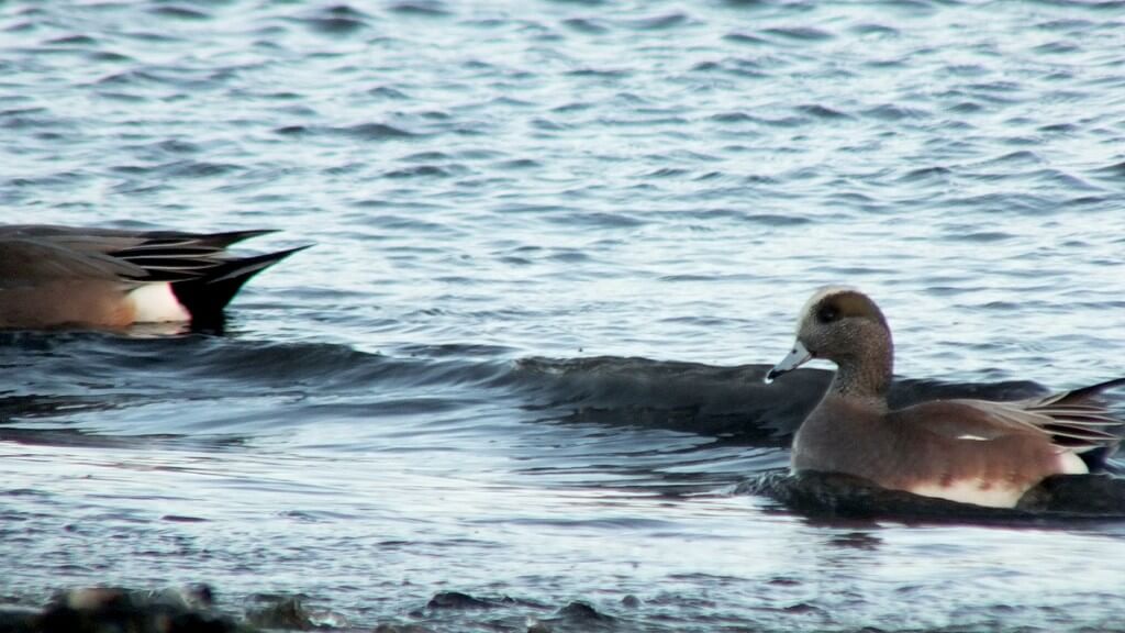american wigeon at boundary bay - bc 1
