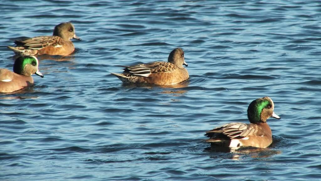 american wigeon at boundary bay - bc 6