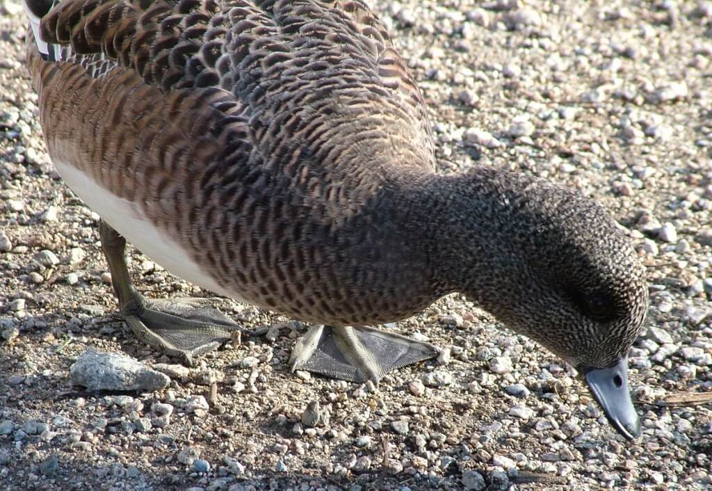 american wigeon duck - female - british columbia