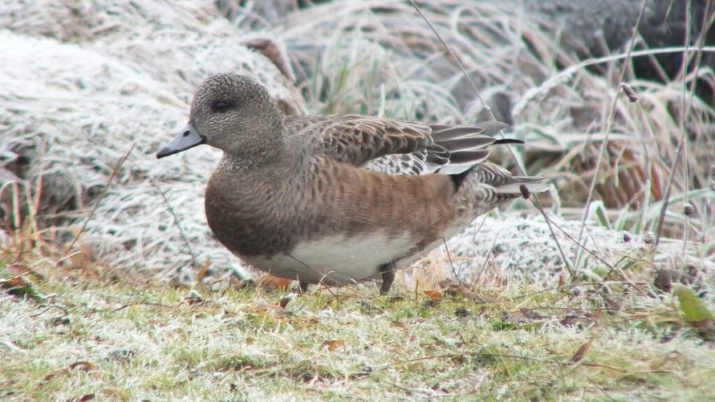 american wigeon duck - female - comox - bc 4