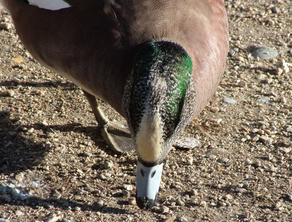 american wigeon duck - male - british columbia 1