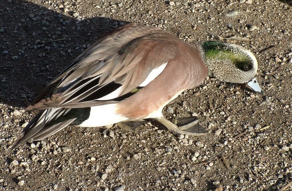 american wigeon duck - male - british columbia 2