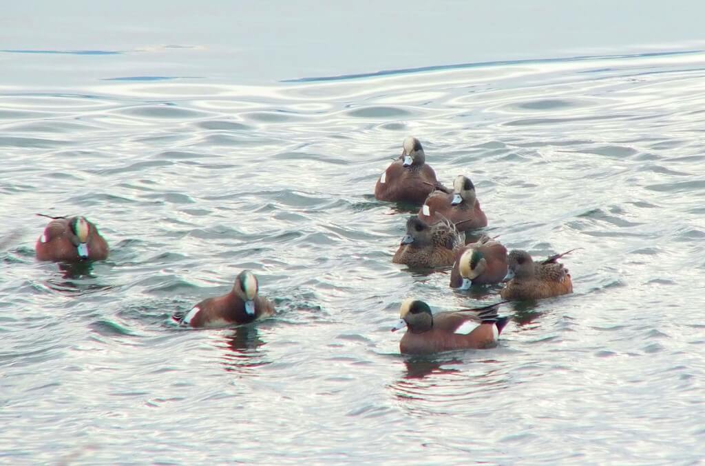 american wigeon ducks - comox - bc 3