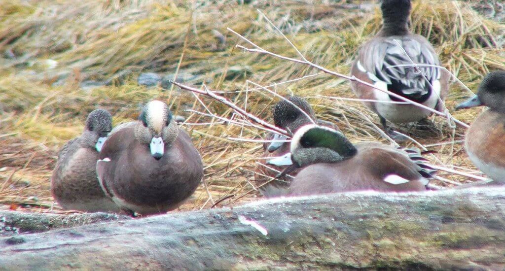 american wigeon ducks - comox - bc 5