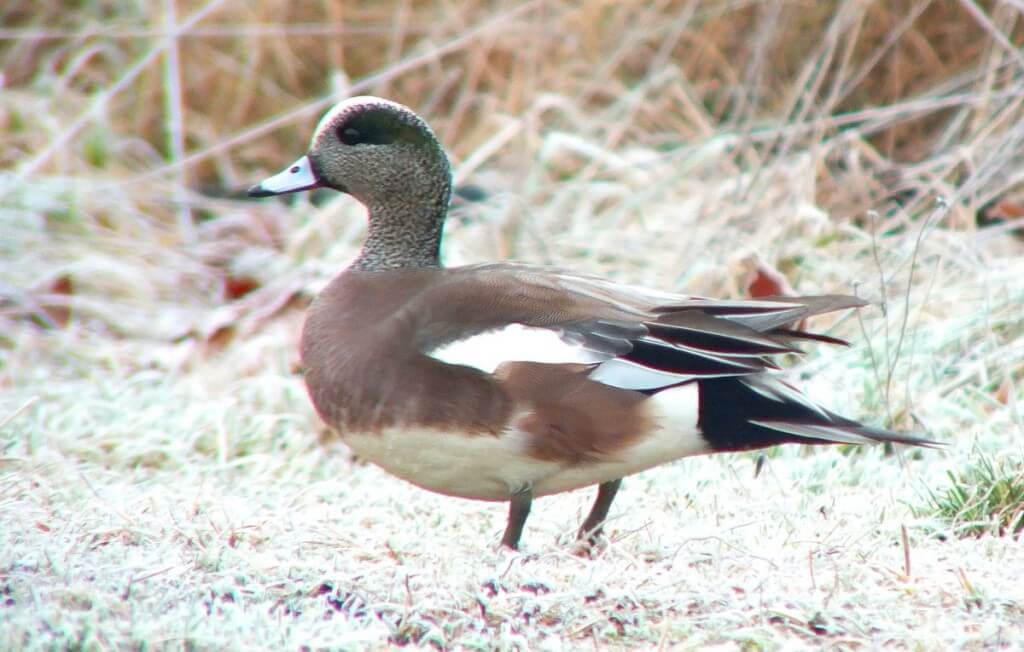 american wigeon ducks - comox - bc 6