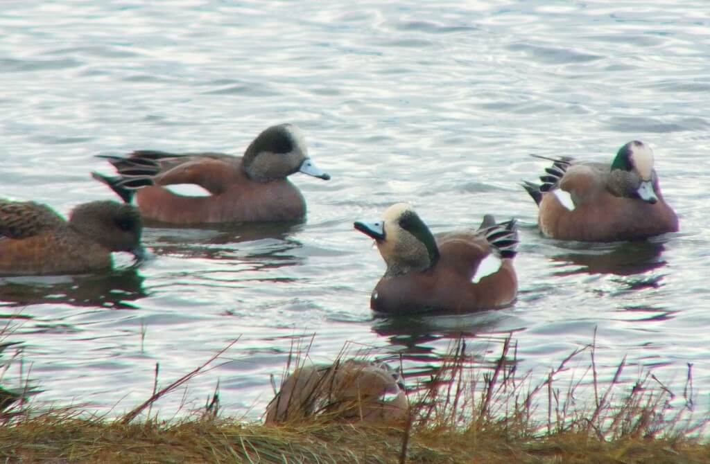 american wigeon ducks - comox - bc 7