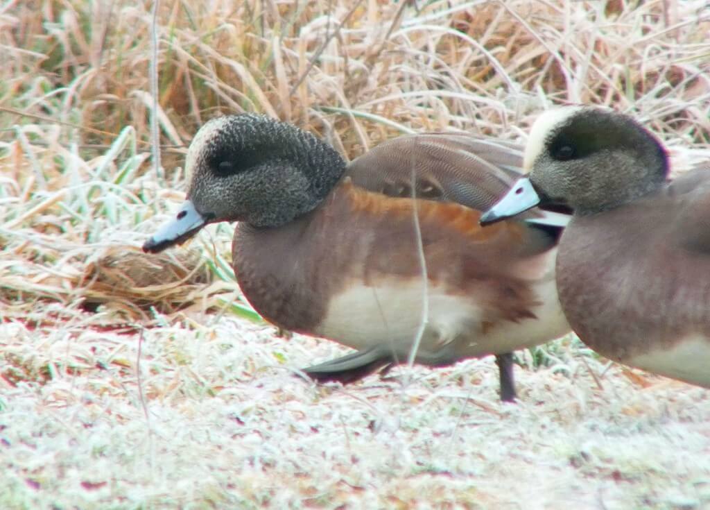 american wigeon ducks - comox - bc 9