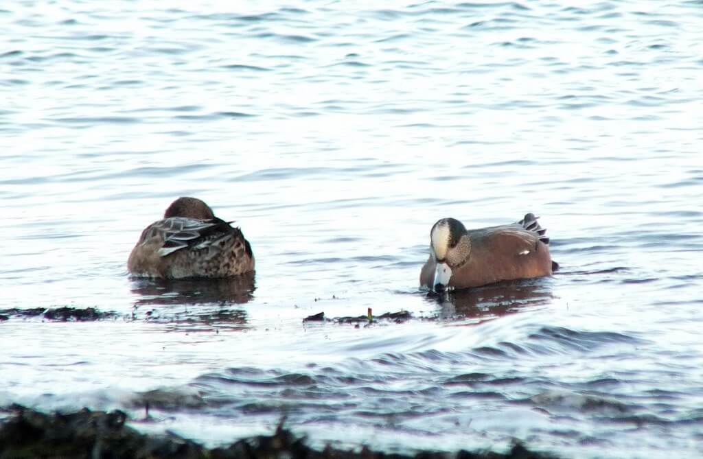 american wigeons at boundary bay - bc