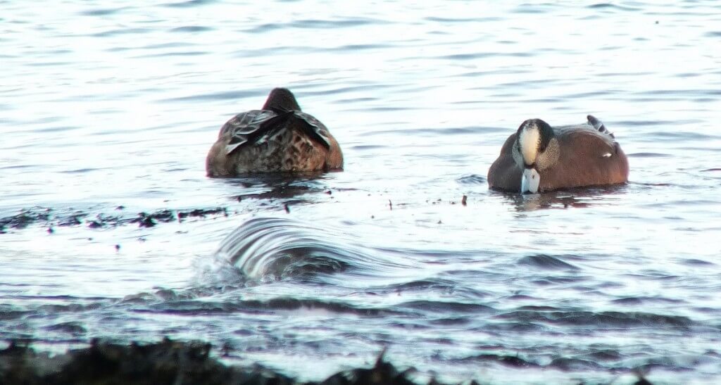 american wigeons at boundary bay - bc 2