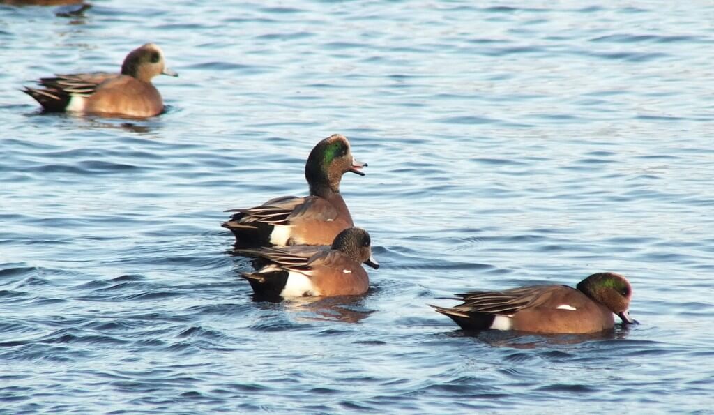 american wigeons at boundary bay - bc 3