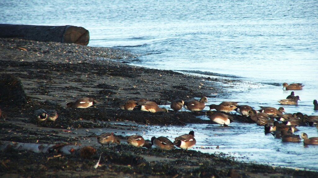 american wigeons at boundary bay - bc 4