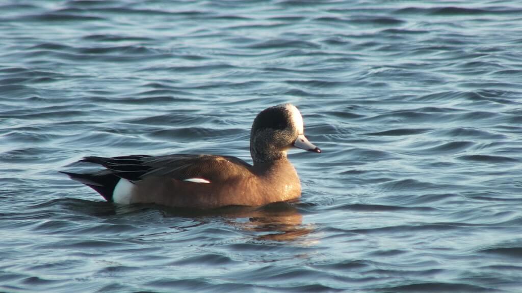 american wigeons at boundary bay - bc 5
