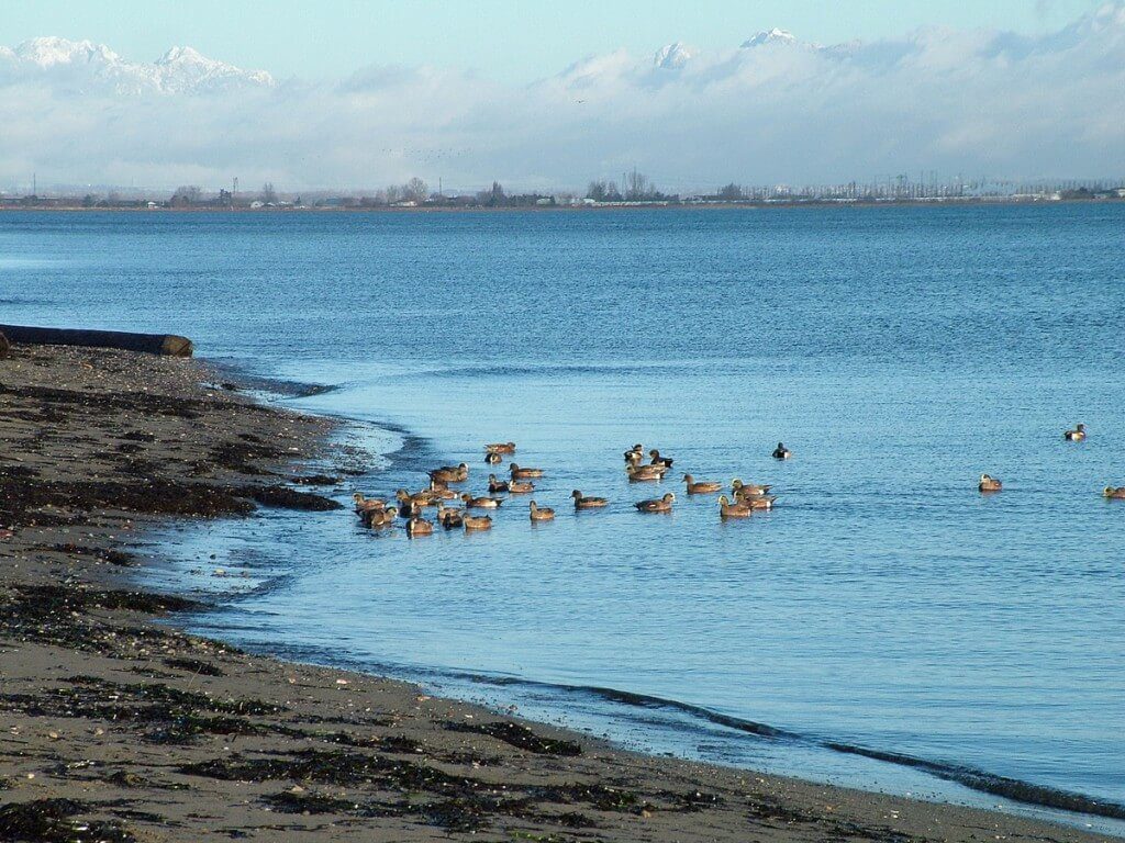 american wigeons at boundary bay - bc 7