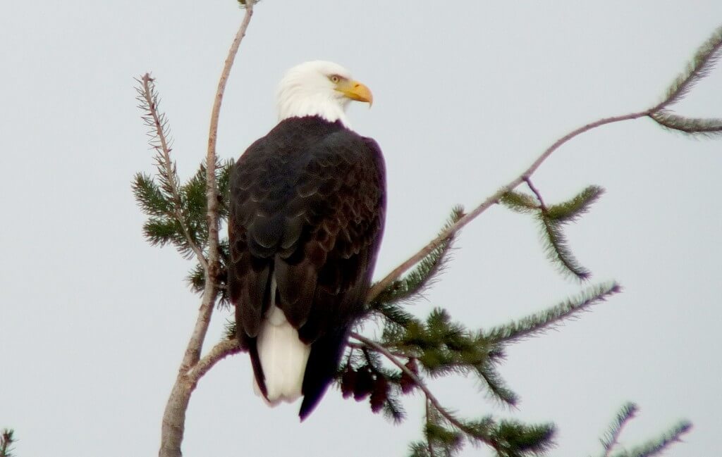 Bald eagle sitting on Pine tree at Deep Bay, Vancouver Island, B.C.