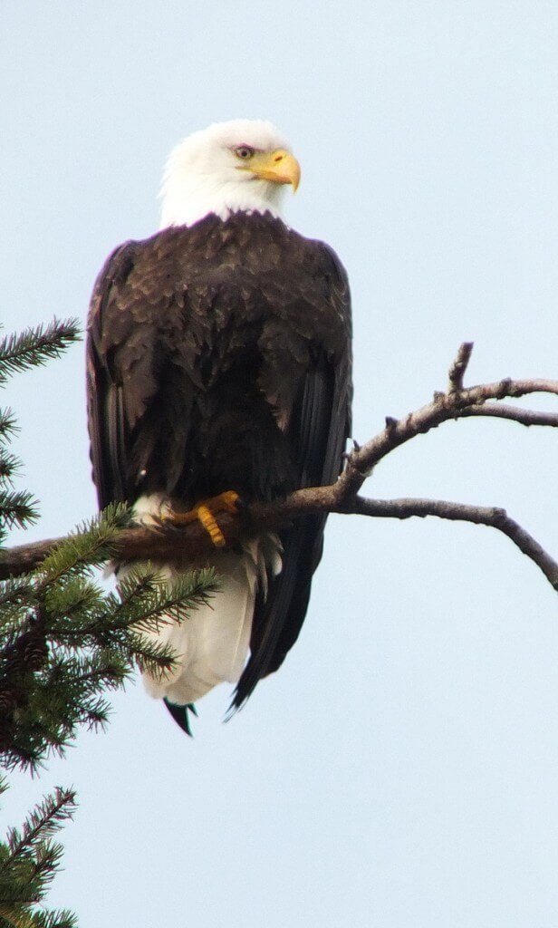 Bald eagle on a tree limb at Deep Bay, Vancouver Island, British Columbia