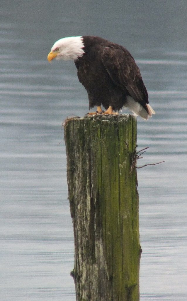 bald eagle on dock post - comox - british columbia 2
