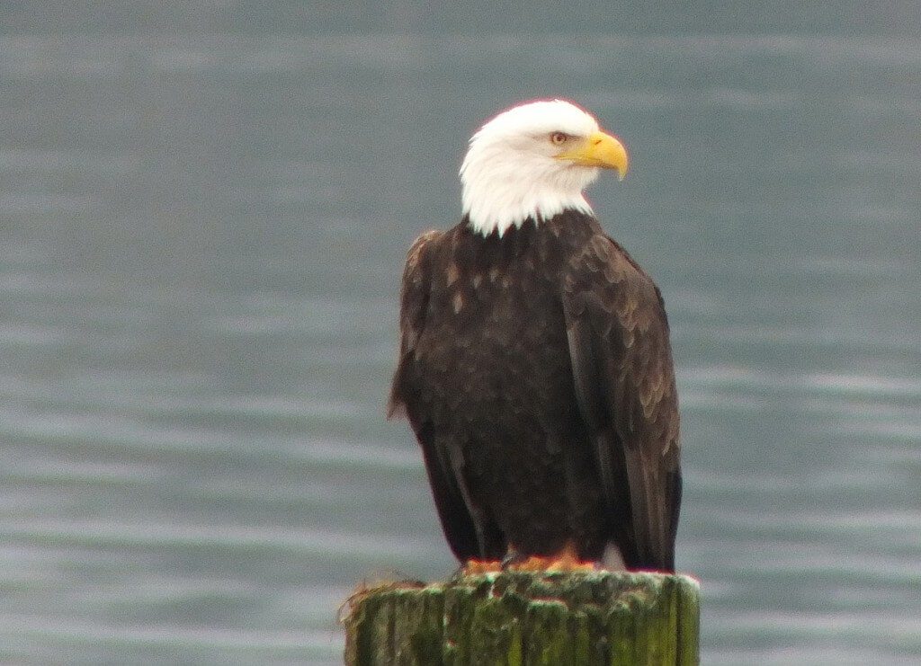 bald eagle on dock post - comox - british columbia 7