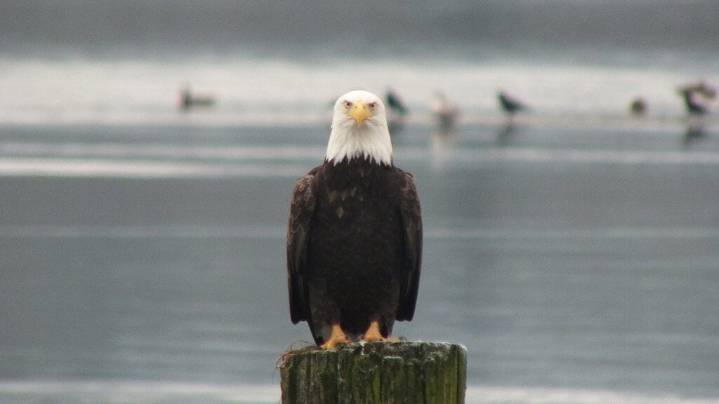 bald eagle on dock post - comox - british columbia 8