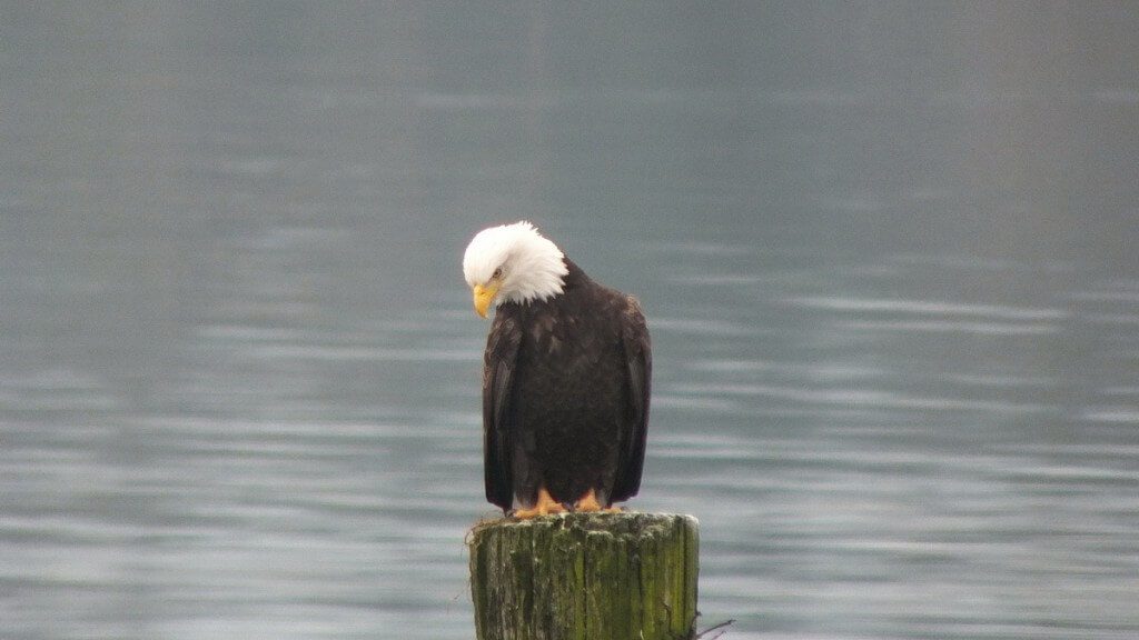 bald eagleon dock post - comox - british columbia 1
