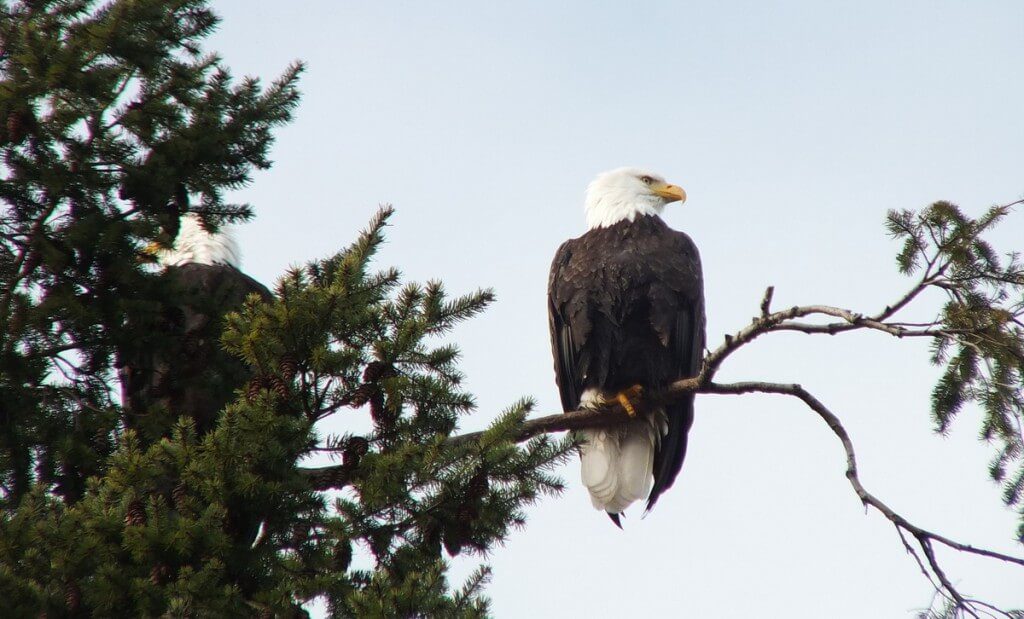 Bald eagle sitting in a tree at Deep Bay, Vancouver Island, British Columbia
