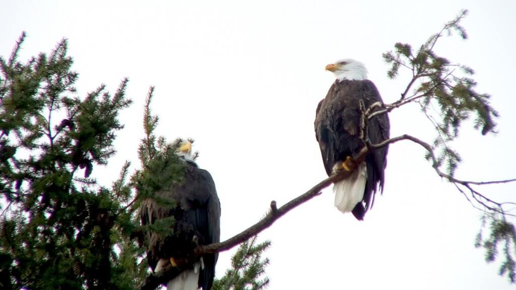 Bald eagles sitting on tree limb at Deep Bay, Vancouver Island, B.C.