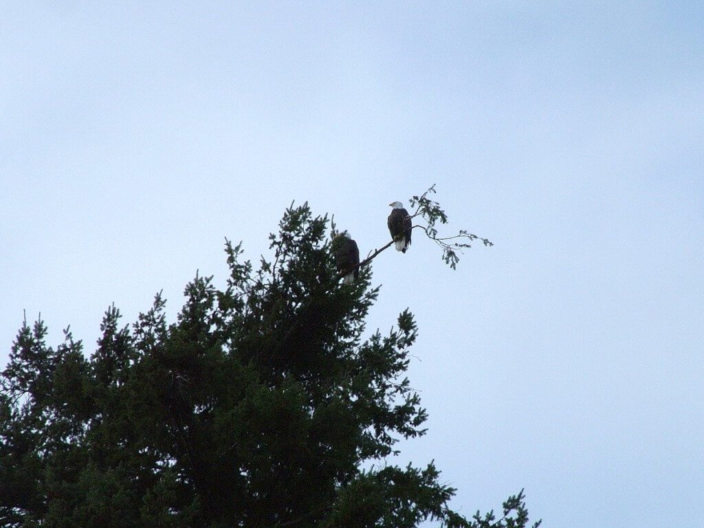 Bald eagles at the top of a tree at Deep Bay, Vancouver Island, B.C.
