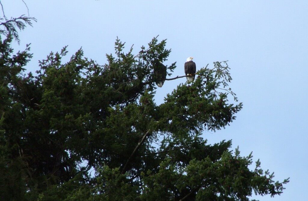 Bald eagles sitting in a tree at Deep Bay, Vancouver Island, British Columbia