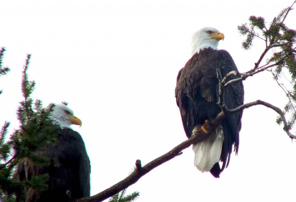 Two bald eagles sitting in a tree at Deep Bay, Vancouver Island, British Columbia