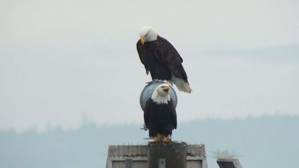 bald eagles on navigational beacon - comox - british columbia 10