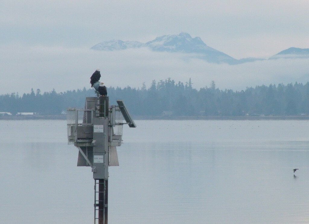 bald eagles on navigational beacon - comox - british columbia 2