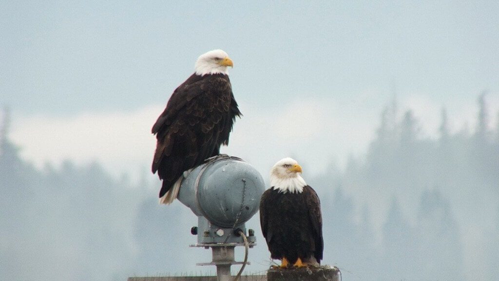 bald eagles on navigational beacon - comox - british columbia 4